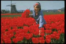 258054 Tulip Field With Girl Holland A4 Photo Print
