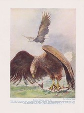 Seeadler (Haliaeetus albicilla) Adler Eagle   Farbdruck von 1912