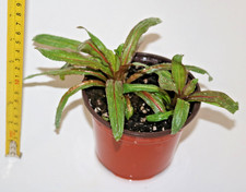 Rosebay Willow Herb Pink Perennial Wild Flower  Chamaenerion angustifolium