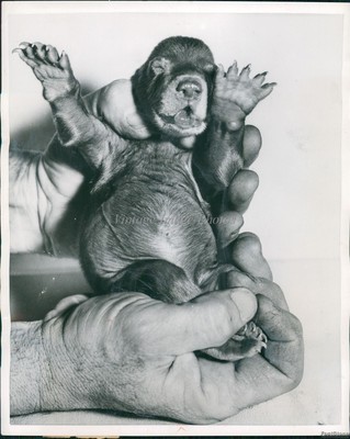 1953 Very New-Born Kodiak Bear Cub Has Sharp Claws At Birth Animals 8X10 Photo