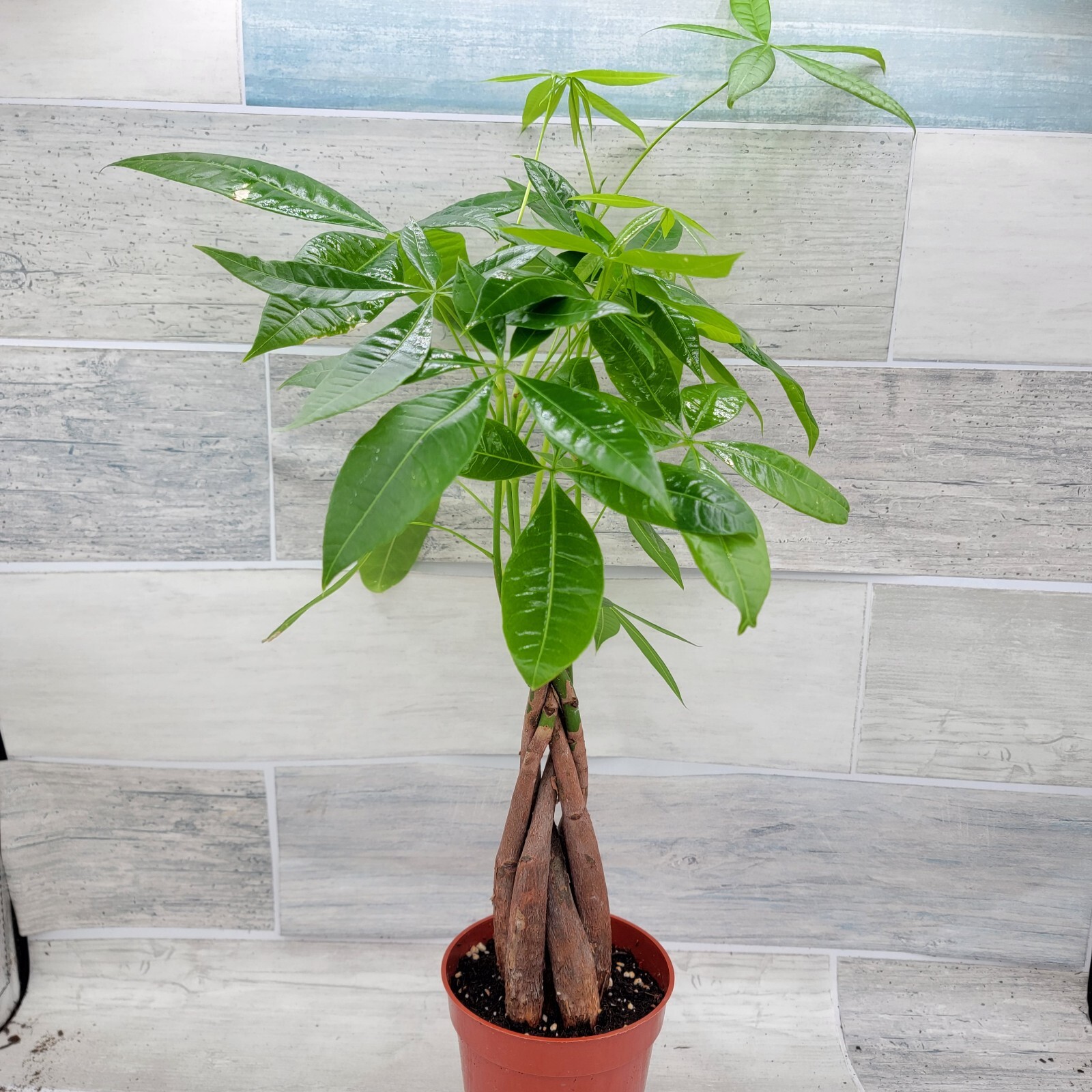 Money Tree,Pachira aquatica Live Rare House Plants-in 4" pot Indoor Decor Green