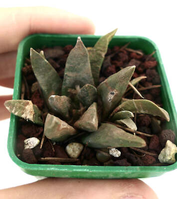 Ariocarpus trigonus X scapharostroides -