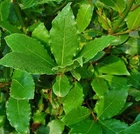 Laurus nobilis | Bay Laurel | Sweet Bay | 10 Seeds