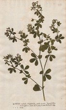 Lotus recta clover Klee Naturselbstdruck nature printing Kniphof 1757