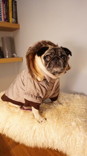 Petlife Dog Coat Jacket Pet Showerproof Puppy Outdoor Warm Winter Padded - Picture 3 of 68