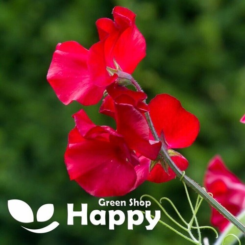 CLIMBING FLOWERS - Vines - Thunbergia Morning Glory Sweet Pea - Flower seeds - Picture 62 of 121