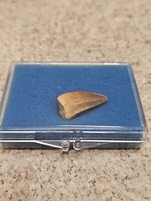 Boxed Fossil Mosasaur Tooth