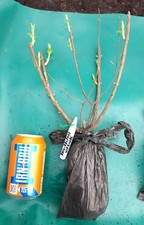 Philadelphus Virginal Shrub Mock Orange Bush Scented White Flowers Perennial 