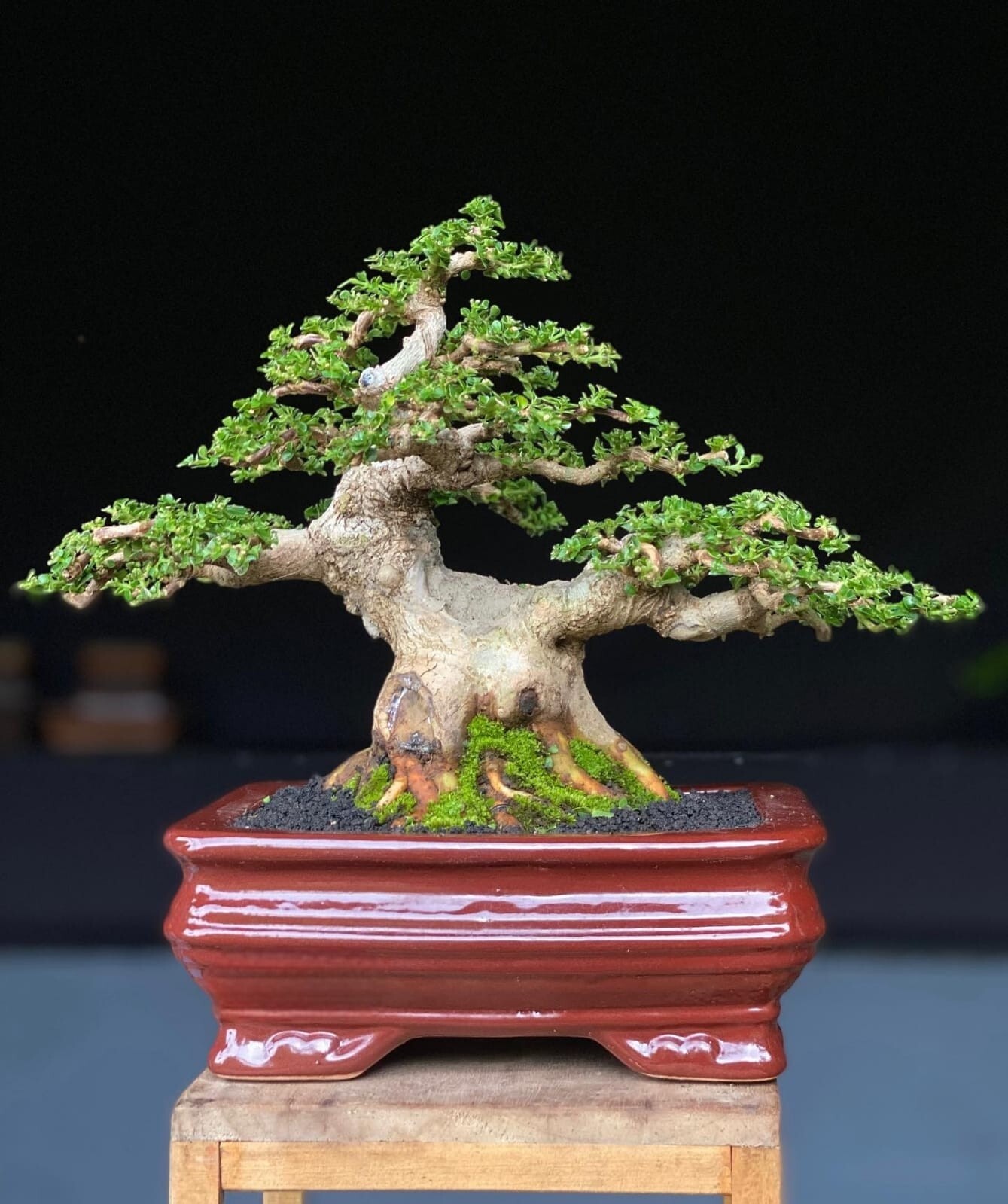 Actual plant Bonsai Premna macropilla bonsai tree best character