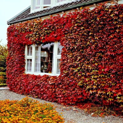 Virginia Creeper Vine Seeds Parthenocissus quinquefolia Fast Hardy Climber  Plant | eBay