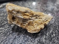 Fossilized Tabulate Coral  Specimen