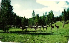 VTG Postcard- 80644. GROUP OF ELK IN THE MOUNTAINS, COLORADO, WY. Unused 1960
