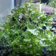 Round Pelia Moss Subwassertang 2 in 2 in Portion. Live Aquarium Plant Susswasser