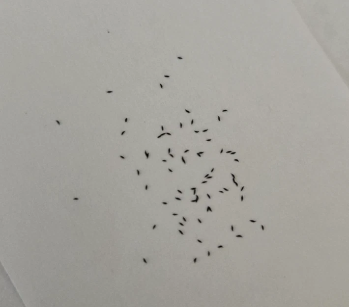 Drosera Collinsiae 'Faryland, Sudáfrica' 30+ semillas frescas (2025) Foto 2 de 2