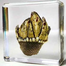 Bizarre Barnacle in Resin, Tiny Ocean Crustacean, Capitulum Mitella, Oddities