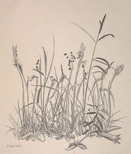 JOSEF WEISZ - Flora alpina - xilografia - 1930 ca.