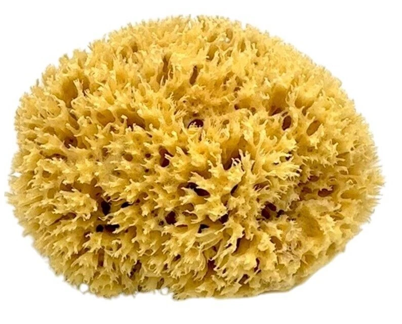 Натуральная высушенная греческая морская губка неотбеленная 5,0–5,50 дюйма (12–14 см) Kalymnos Sea - Изображение 2 из 2