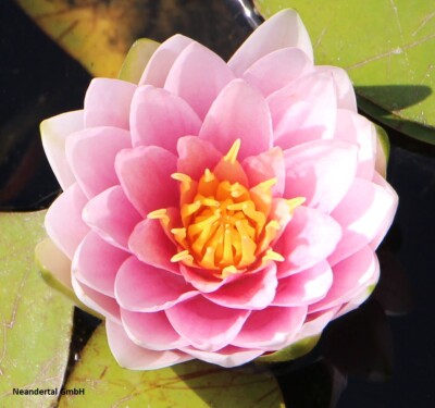 Rosa Seerose Masaniello Teichpflanzen winterharte schwimmend Wasserpflanzen Deko