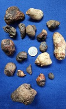 Baumperle - Baumperlen - gesch&auml;lt - ungesch&auml;lt