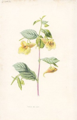 BLUMEN. Touch-Me-Not um 1895 altes antikes Vintage Druckbild