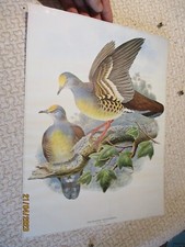 Ancienne Planche Poster Affiche Scolaire Pigeon Phlogoenas Tristigma John Gould