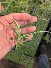 Spider Plants - Chlorophytum Pack of 15 unrooted baby offsets