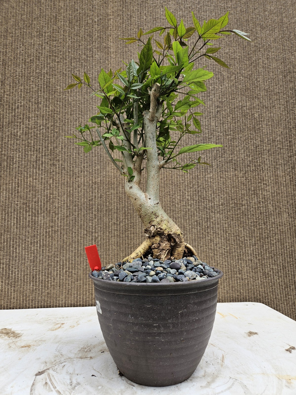 Picture 6 of 13