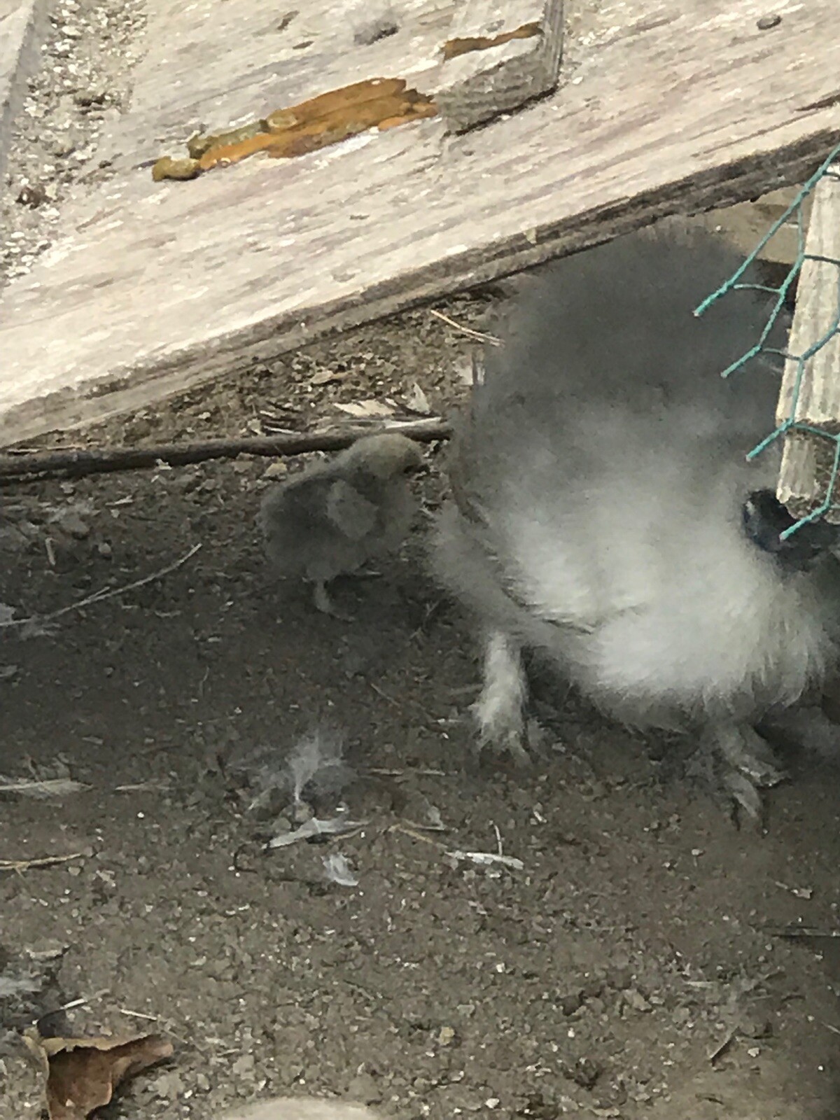 6 Silkie Chicken Hatching Eggs eBay