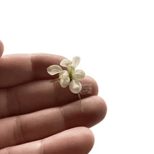 Anubias White Platinum Petite | Aquarium Plants Factory®