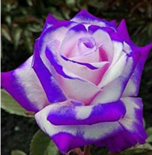 RARE ENGLISH PURPLE ROSE FLOWER Bush 10 SEEDS - Combined Shipping USA seller 