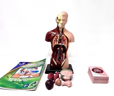 Anatomy Model Puzzle Human Body Torso Removable Parts w/Cards Edu Science