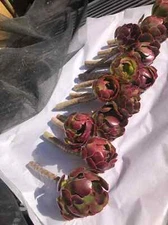 Red Aeoniums "Jack Catlin" Twelve (12) Beautiful 6" Tall UnRooted Cuttings