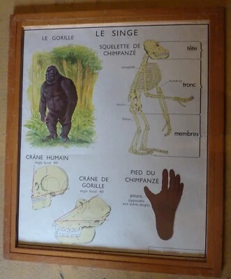 Carte affiche scolaire Rossignol le singe , le chat + CADRE . Port colissimo - Photo 1/2