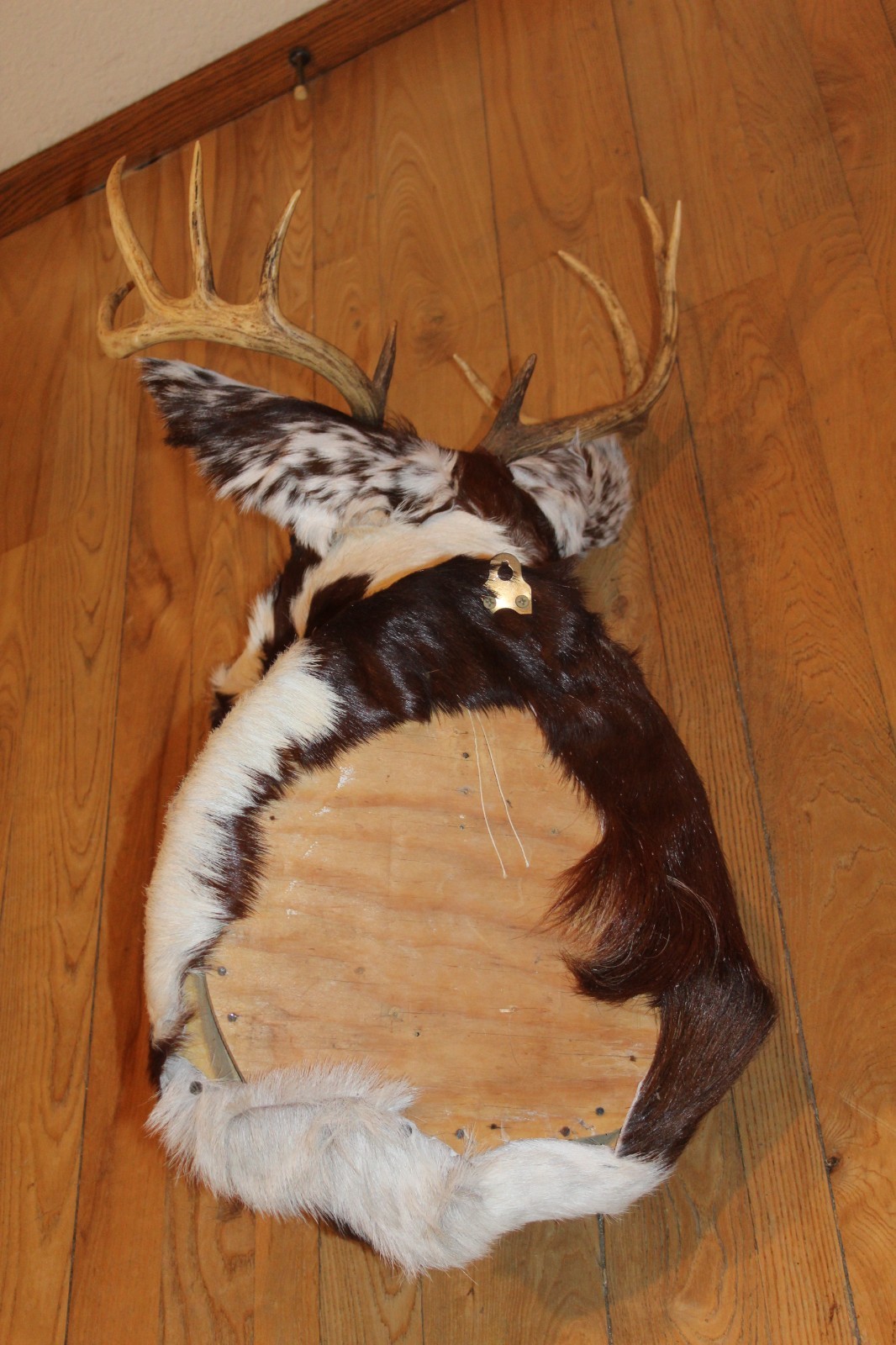 Fantasy Whitetail Deer Holstein Cow Head Shoulder Mount Taxidermy OOAK Novelty