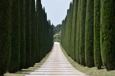 SEEDVILLE USA 20 MEDITERRANEAN CYPRESS TREE Italian Pencil Pine Cedar Cupressus Sempervirens S
