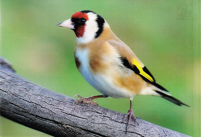 3 D -Ansichtskarte: Stieglitz - le chardonneret - goldfinch -Carduelis carduelis