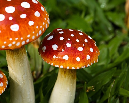 Wooden Fairy Garden Mushroom Set, Red with White Polka Dots, Outdoor Art, Gift - 第 3/5 張圖片