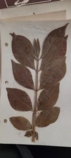3 pressed leaves from 1970's