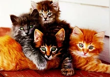 "From the Whole Kitten Caboodle!" AVANTI Happy Birthday Card Cute Kittens Cats