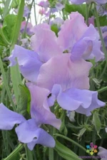 50+ Glynne Collins Sweet Pea Seeds for Garden Planting - USA - FREE SHIPPING!
