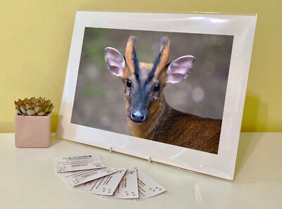 Art Print Image Picture Photo Photography - Muntjac Deer Buck Doe Animal