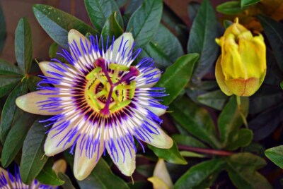 Blaue Passionsblume Passiflora Caerulea Sommerblumen Foto Bild Druck