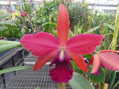 Blc. Interview with a Vampire X Laelia tenebrosa SHEATH 4'' pot NICE PLANT