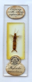 Darlaston Antique Microscope Slide. Earwig With Wings Expanded