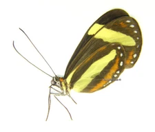 Unmounted Butterfly/Nymphalidae - Aeria eurimedia pacifica, FEMALE, A-