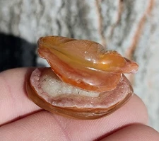Carnelian Agate Geode Crystal Clam Carving,Beautiful Hand Carved Carnelian Agate