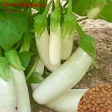 Thai Long White Eggplant, Long Snowy White Eggplant Seeds | NON-GMO