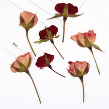 24X Dried Rose Flower Natural Plant Specimen DIY Bookmark Gift Scrapbook Decors