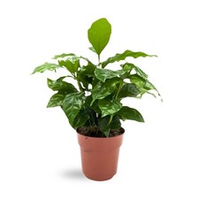 Coffea Arabica - Arabian coffee plant