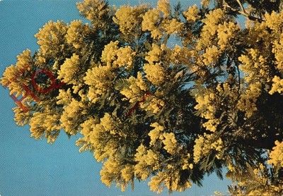Ansichtskarte:;Mittelmeerblumen, Le Mimosa